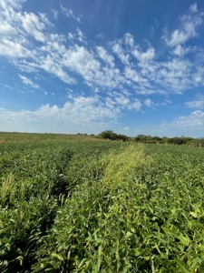 Harrison County Land Auction - 254+/- Acre Farm -Online Only - image 10