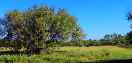 22 Acre property for sale on Hwy 277, Carrizo Springs - image 8