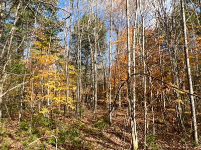 Maine Timberland Lot for Sale - image 10