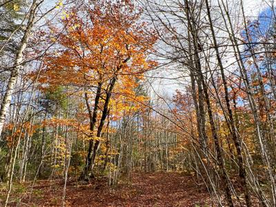 Maine Timberland Lot for Sale - image 15