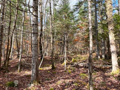 Maine Timberland Lot for Sale - image 9