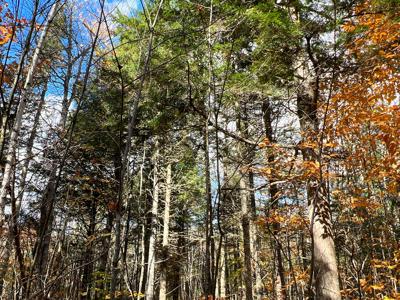 Maine Timberland Lot for Sale - image 7