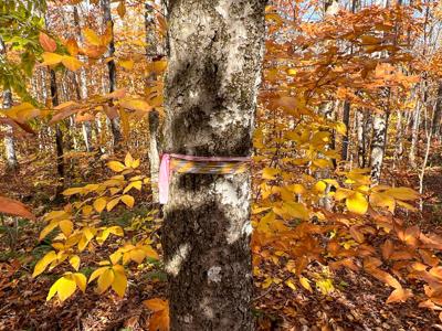 Maine Timberland Lot for Sale - image 12