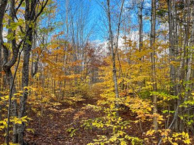 Maine Timberland Lot for Sale - image 14