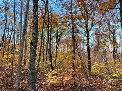 Maine Timberland Lot for Sale - image 11