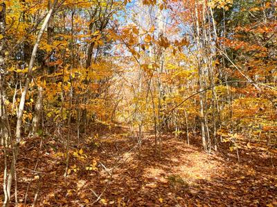 Maine Timberland Lot for Sale - image 2