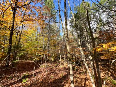 Maine Timberland Lot for Sale - image 6