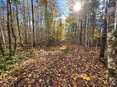 Maine Timberland Lot for Sale - image 1