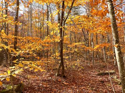 Maine Timberland Lot for Sale - image 13