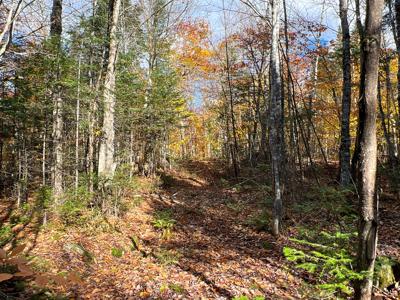 Maine Timberland Lot for Sale - image 8