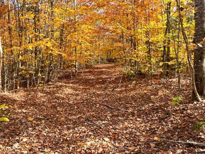 Maine Timberland Lot for Sale - image 3