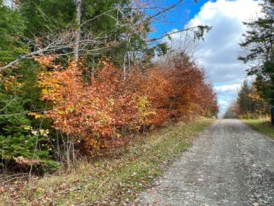 Maine Timberland Lot for Sale - image 16