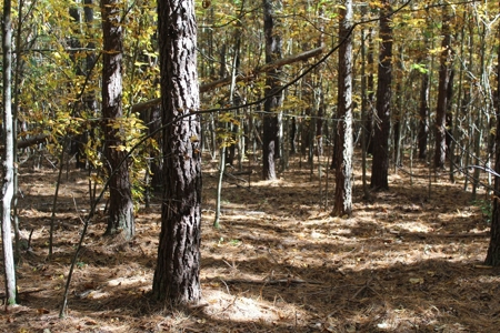 Blank Canvass In Southern VA - image 4