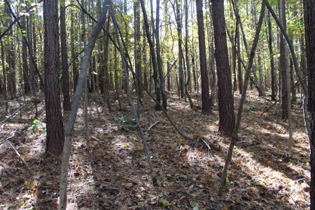 Blank Canvass In Southern VA - image 7