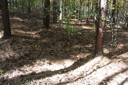 Blank Canvass In Southern VA - image 3