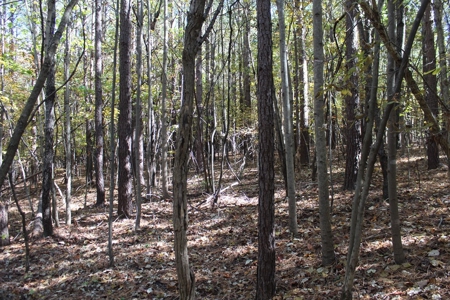 Blank Canvass In Southern VA - image 6