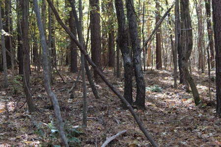 Blank Canvass In Southern VA - image 8