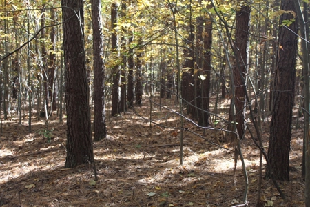 Blank Canvass In Southern VA - image 5