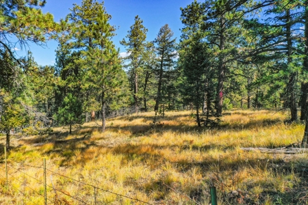 Secluded Colorado Mountain Property with Amazing Views - image 7