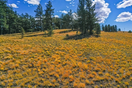 Secluded Colorado Mountain Property with Amazing Views - image 18