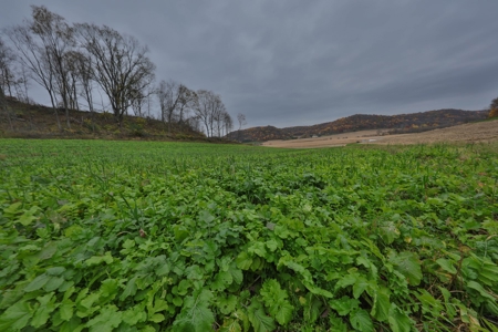 Hunting Land for Sale in Richland County, Wisconsin - image 5