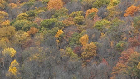 Hunting Land for Sale in Richland County, Wisconsin - image 30