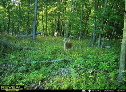 Hunting Land for Sale in Richland County, Wisconsin - image 3