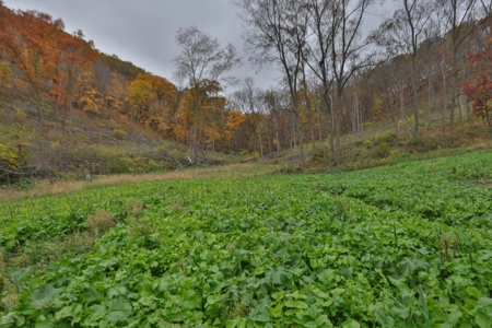 Hunting Land for Sale in Richland County, Wisconsin - image 9