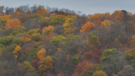 Hunting Land for Sale in Richland County, Wisconsin - image 31