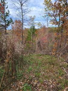 Hunter's Paradise with views - image 2