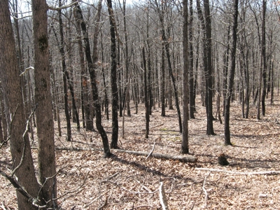 Pulaski County, Mo Wooded Vacant Hunting Recreational Land - image 8