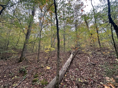 8 Wooded Acres For Sale near Bee Branch, AR - image 4