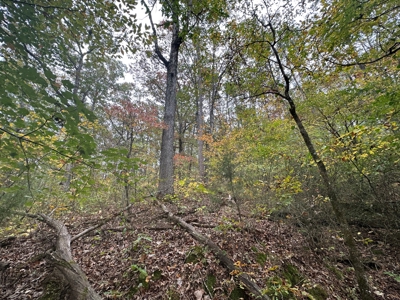 8 Wooded Acres For Sale near Bee Branch, AR - image 5