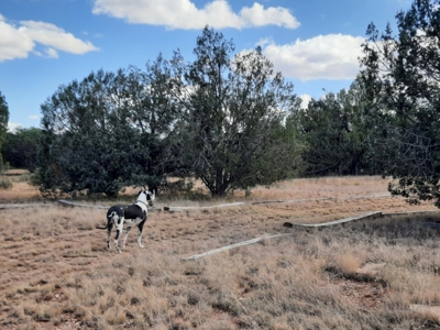 Beautiful Northern AZ 2 acre lot with septic! - image 4