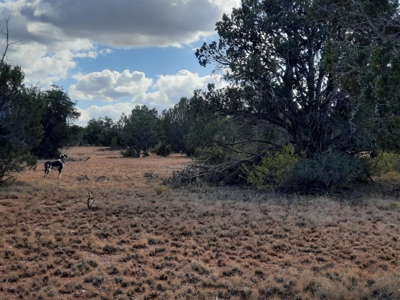 Beautiful Northern AZ 2 acre lot with septic! - image 10