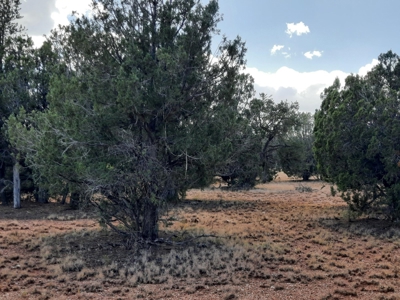 Beautiful Northern AZ 2 acre lot with septic! - image 12