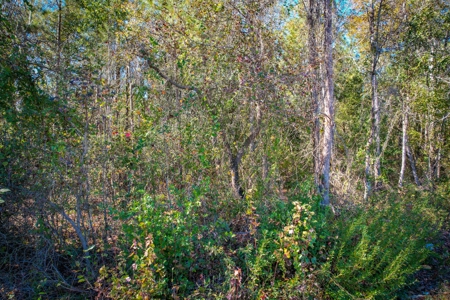 Over 12 Acres For Sale Near Saint Pauls in Robeson County NC - image 14
