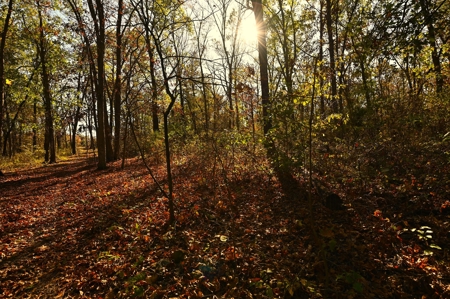 Land for Sale Stockton MO - image 41