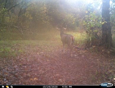 Land for Sale Stockton MO - image 21