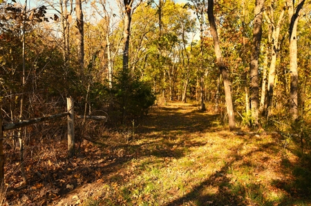 Land for Sale Stockton MO - image 37