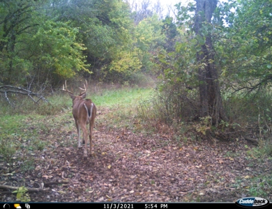 Land for Sale Stockton MO - image 22