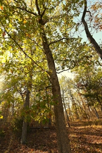 Land for Sale Stockton MO - image 46