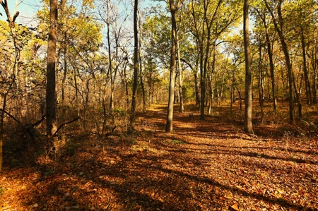 Land for Sale Stockton MO - image 43