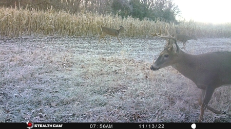 Land for Sale Stockton MO - image 27