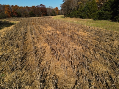 Land for Sale Stockton MO - image 5