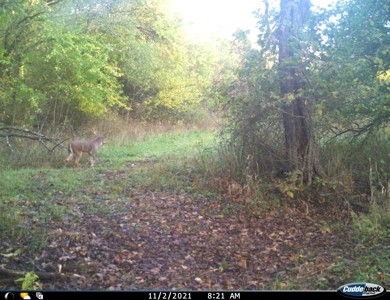 Land for Sale Stockton MO - image 24
