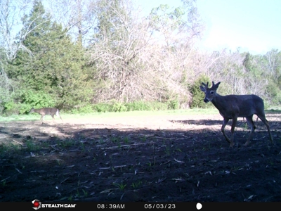 Land for Sale Stockton MO - image 25