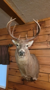 Slice of Paradise in Monroe County Wisconsin - image 37