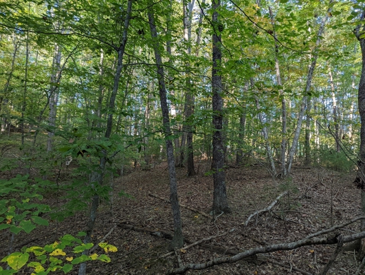 Open Land for Sale in Pilot VA