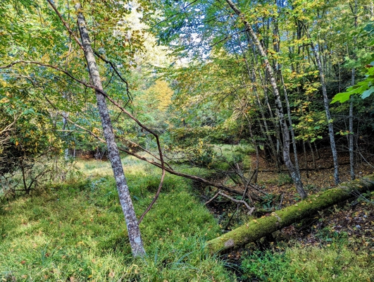 Open Land for Sale in Pilot VA
